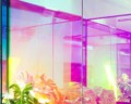 Folia dichroniczna transparentna rainbow red